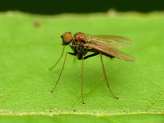 Diaphorinae