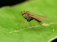 Diaphorinae