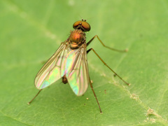 Diaphorinae