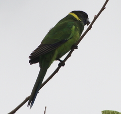 Barnardius zonarius semitorquatus