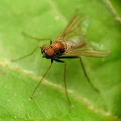 Diaphorinae