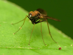 Diaphorinae