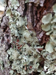 Flavopunctelia praesignis