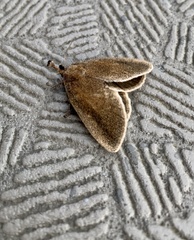 Scopelodes contracta