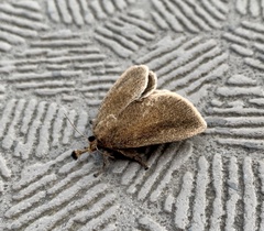 Scopelodes contracta