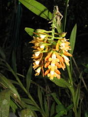 Epidendrum polyanthum