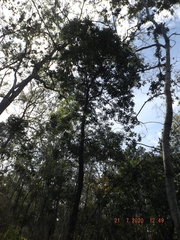 Auranticarpa rhombifolia