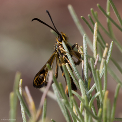 Synanthedon bibionipennis