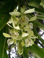 Prosthechea radiata