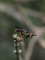 Cerotainia macrocera