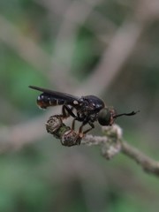 Cerotainia macrocera
