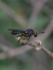 Cerotainia macrocera