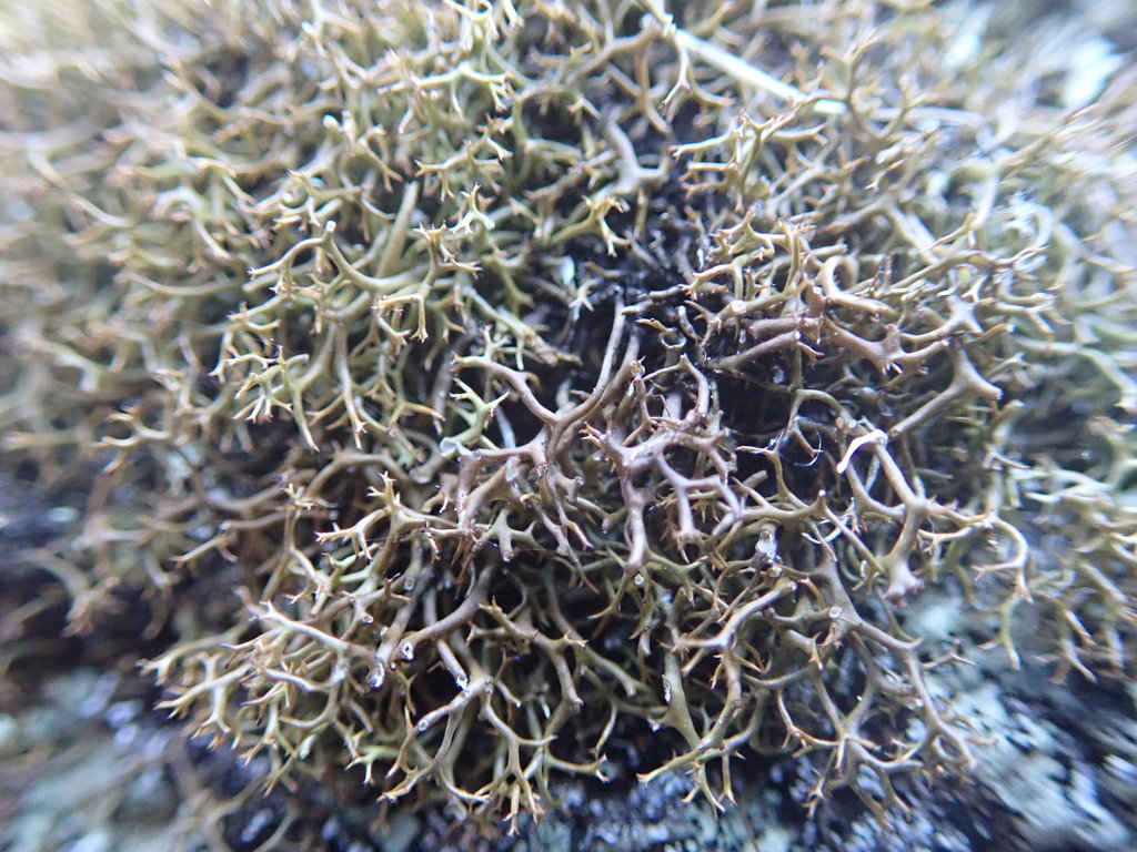 Cladia gorgonea