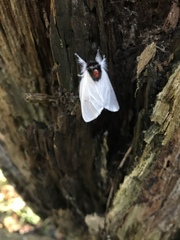 Trichiocercus mesomelas