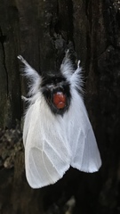 Trichiocercus mesomelas