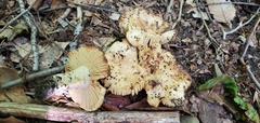 Russula earlei