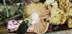 Russula earlei