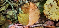 Russula earlei