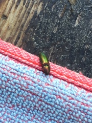 Nitidolimonius resplendens