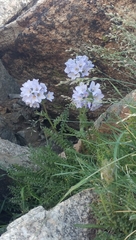 Polemonium confertum