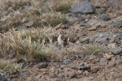 Thinocorus orbignyianus