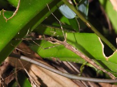 Maculonecroscia shukayi