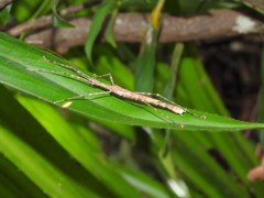 Maculonecroscia shukayi
