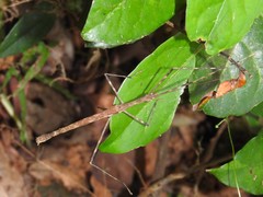 Maculonecroscia shukayi