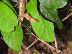 Maculonecroscia shukayi