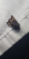 Euplexia