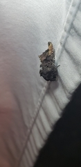 Euplexia