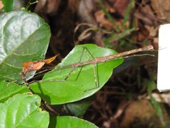 Maculonecroscia shukayi