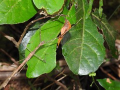 Maculonecroscia shukayi