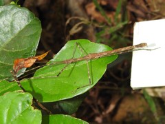 Maculonecroscia shukayi