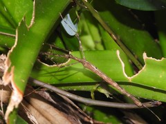 Maculonecroscia shukayi