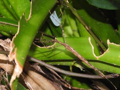 Maculonecroscia shukayi