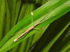 Maculonecroscia shukayi