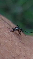 Psorophora longipalpus