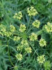 Heracleum sphondylium sibiricum
