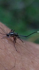 Psorophora longipalpus