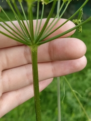 Heracleum sphondylium sibiricum