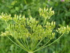 Heracleum sphondylium sibiricum