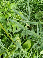 Heracleum sphondylium sibiricum