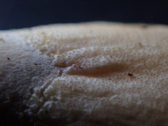 Trichoderma leucopus