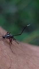 Psorophora longipalpus