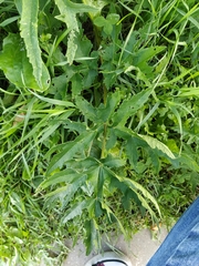 Heracleum sphondylium sibiricum