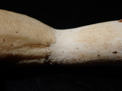 Trichoderma leucopus