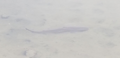 Mustelus