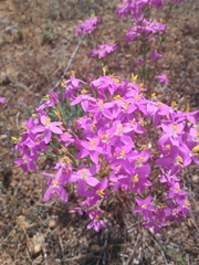 Centaurium quadrifolium
