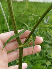 Heracleum sphondylium sibiricum